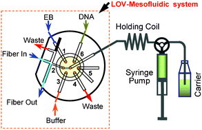 Graphical abstract: A DNA assay protocol in a lab-on-valve meso-fluidic system with detection by laser-induced fluorescence