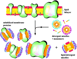 Graphical abstract: Molecular designer self-assembling peptides