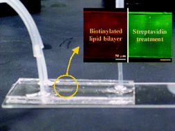 Graphical abstract: Soft lithographic patterning of supported lipid bilayers onto a surface and inside microfluidic channels