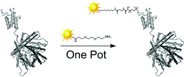 Graphical abstract: One-pot chemo-enzymatic synthesis of reporter-modified proteins