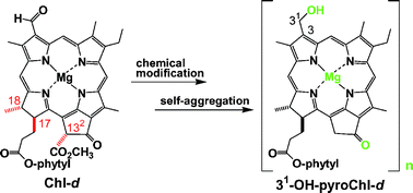 Graphical abstract: Stereochemical determination of chlorophyll-d molecule from Acaryochloris marina and its modification to a self-aggregative chlorophyll as a model of green photosynthetic bacterial antennae
