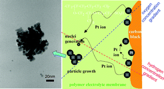 Graphical abstract: Platinum dissolution and deposition in the polymer electrolyte membrane of a PEM fuel cell as studied by potential cycling