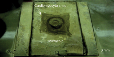 Graphical abstract: An actuated pump on-chip powered by cultured cardiomyocytes