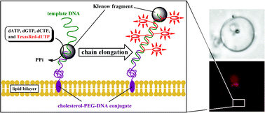 Graphical abstract: DNA polymerization on the inner surface of a giant liposome for synthesizing an artificial cell model