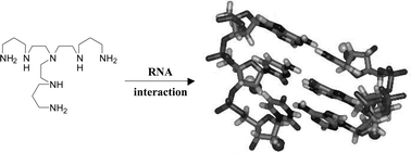 Graphical abstract: Dramatic selectivity differences in the association of DNA and RNA models with new ethylene- and propylene diamine derivatives and their copper complexes
