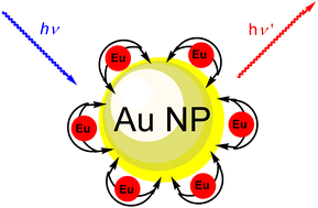 Graphical abstract: Luminescent nanobeads: attachment of surface reactive Eu(iii) complexes to gold nanoparticles