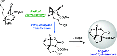 Graphical abstract: Tandem radical rearrangement/Pd-catalysed translocation of bicyclo[2.2.2]lactones. An efficient access to the oxa-triquinane core structure
