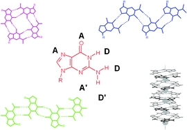 Graphical abstract: Supramolecular architectures generated by self-assembly of guanosine derivatives