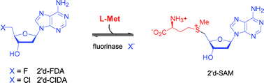 Graphical abstract: Substrate specificity in enzymatic fluorination. The fluorinase from Streptomyces cattleya accepts 2′-deoxyadenosine substrates