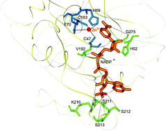 Graphical abstract: Crystal structures and catalytic mechanism of the Arabidopsis cinnamyl alcohol dehydrogenases AtCAD5 and AtCAD4