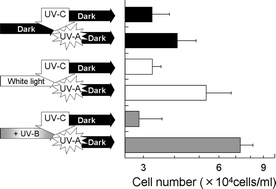 Graphical abstract: UV-B light induces an adaptive response to UV-C exposure via photoreactivation activity in Euglena gracilis
