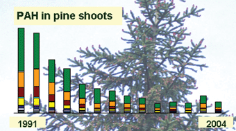 Graphical abstract: Polycyclic aromatic hydrocarbons in pine and spruce shoots—temporal trends and spatial distribution