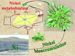Graphical abstract: Speciation of non-covalent nickel species in plant tissue extracts by electrospray Q-TOFMS/MS after their isolation by 2D size exclusion-hydrophilic interaction LC (SEC-HILIC) monitored by ICP-MS