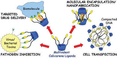Graphical abstract: Calixarene-based multivalent ligands