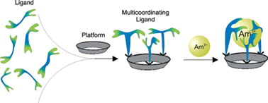 Graphical abstract: Multicoordinate ligands for actinide/lanthanide separations