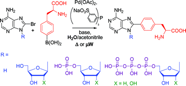 Graphical abstract: Cross-coupling reactions of unprotected halopurine bases, nucleosides, nucleotides and nucleoside triphosphates with 4-boronophenylalanine in water. Synthesis of (purin-8-yl)- and (purin-6-yl)phenylalanines