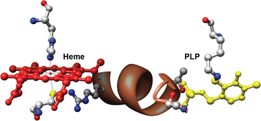 Graphical abstract: Properties of an unusual heme cofactor in PLP-dependent cystathionine β-synthase