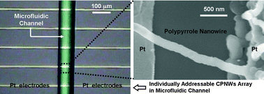 Graphical abstract: Electrochemical fabrication of conducting polymer nanowires in an integrated microfluidic system