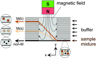 Graphical abstract: Continuous sorting of magnetic cells via on-chip free-flow magnetophoresis