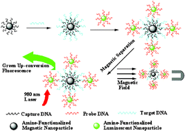 Graphical abstract: Green upconversion nanocrystals for DNA detection