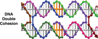 Graphical abstract: Double cohesion in structural DNA nanotechnology