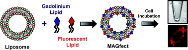 Graphical abstract: MAGfect: a novel liposome formulation for MRI labelling and visualization of cells