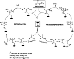 Graphical abstract: Solid acid catalyzed biodiesel production by simultaneous esterification and transesterification