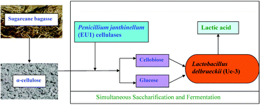 Graphical abstract: Lactic acid production from waste sugarcane bagasse derived cellulose