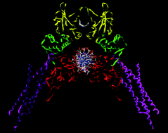 Graphical abstract: Structure, function, and regulation of STAT proteins