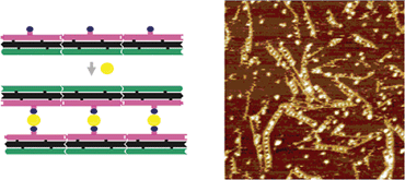 Graphical abstract: Single-chain antibodies against DNA aptamers for use as adapter molecules on DNA tile arrays in nanoscale materials organization