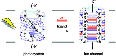 Graphical abstract: Synthetic functional π-stack architecture in lipid bilayers