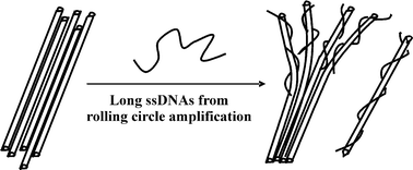 Graphical abstract: Wrapping single-walled carbon nanotubes with long single-stranded DNA molecules produced by rolling circle amplification