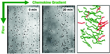 Graphical abstract: T cell chemotaxis in a simple microfluidic device