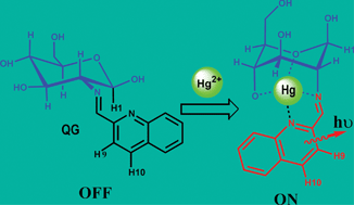 Graphical abstract: A sugar-quinoline fluorescent chemosensor for selective detection of Hg2+ ion in natural water