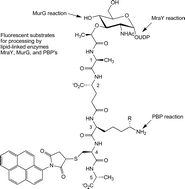 Graphical abstract: Fluorescent reagents for in vitro studies of lipid-linked steps of bacterial peptidoglycan biosynthesis: derivatives of UDPMurNAc-pentapeptide containing d-cysteine at position 4 or 5