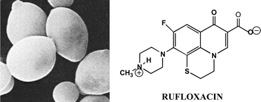 Graphical abstract: Rufloxacin-induced photosensitization in yeast