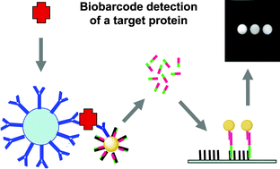 Graphical abstract: Protein detection using biobarcodes