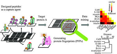 Graphical abstract: Protein-fingerprint data mining of a designed α-helical peptide array