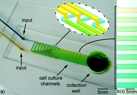 Graphical abstract: A linear dilution microfluidic device for cytotoxicity assays