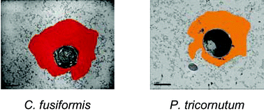 Graphical abstract: Sol–gel encapsulation extends diatom viability and reveals their silica dissolution capability