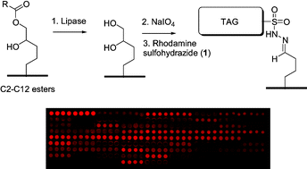 Graphical abstract: A red-fluorescent substrate microarray for lipase fingerprinting