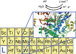 Graphical abstract: Chemical analogues relevant to molybdenum and tungsten enzyme reaction centres toward structural dynamics and reaction diversity