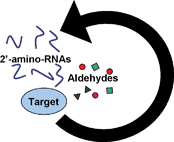 Graphical abstract: SELEX and dynamic combinatorial chemistry interplay for the selection of conjugated RNA aptamers