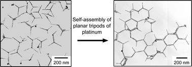 Graphical abstract: Planar tripods of platinum: formation and self-assembly