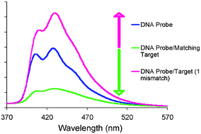 Graphical abstract: Detection of a single DNA base-pair mismatch using an anthracene-tagged fluorescent probe
