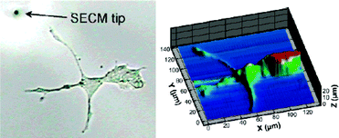 Graphical abstract: Scanning electrochemical microscopy in the 21st century