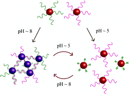 Graphical abstract: pH-driven conformational switch of “i-motif” DNA for the reversible assembly of gold nanoparticles