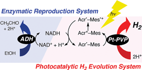 Graphical abstract: Efficient photocatalytic hydrogen evolution without an electron mediator using a simple electron donor–acceptor dyad