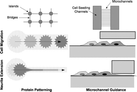 Graphical abstract: Microtechnology: Meet neurobiology