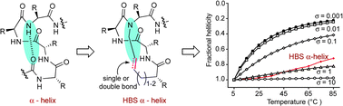 Graphical abstract: Nucleation and stability of hydrogen-bond surrogate-based α-helices